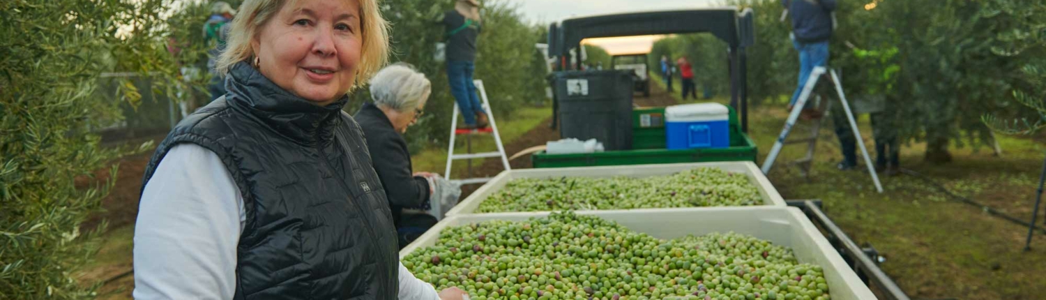 Woman in front of crates of olives in olive grove