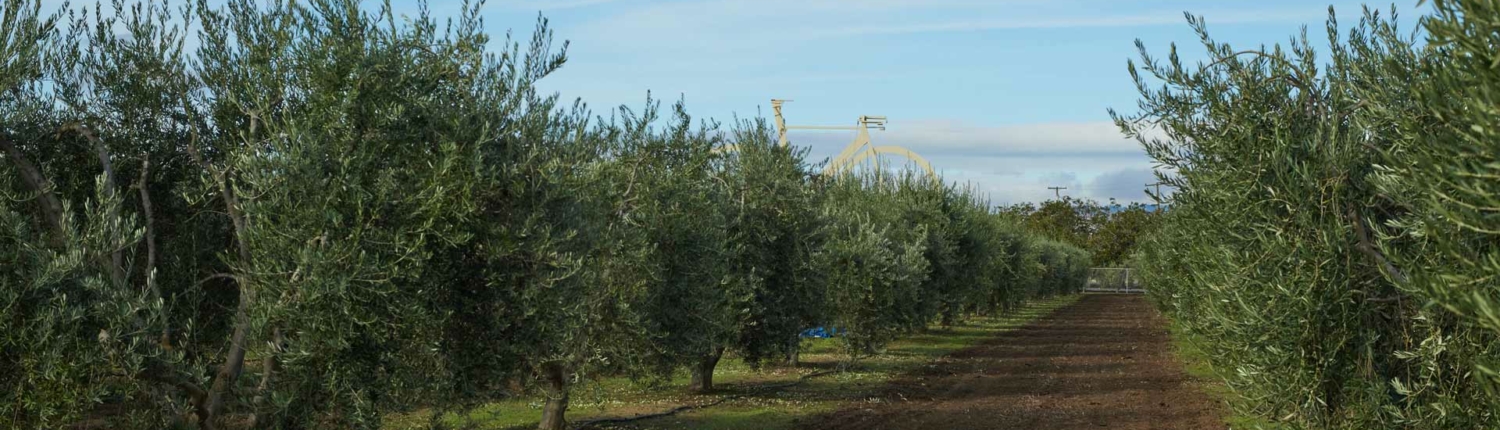Bondolio olive grove with bicycle sculpture in background