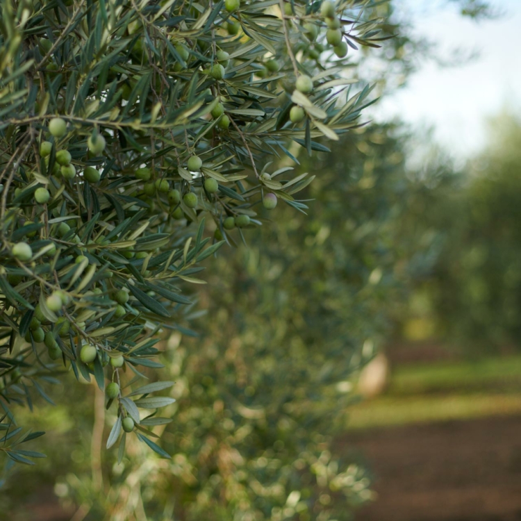 Olive tree with unripe olives