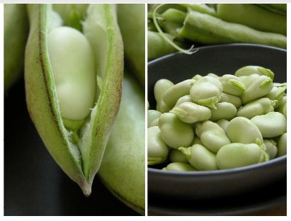 Fava bean in pod and in bowl