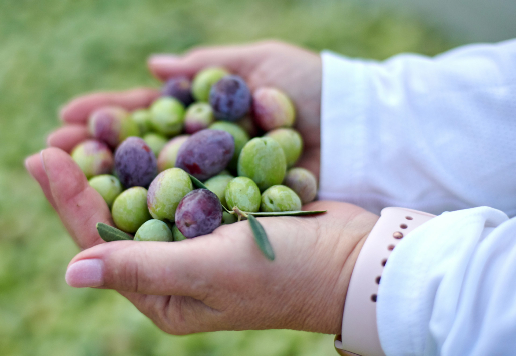 Bondolio olives held in two hands