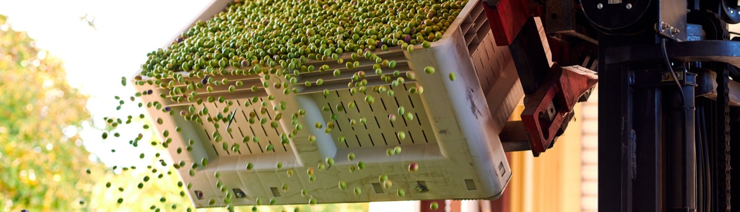 Olives falling from crate